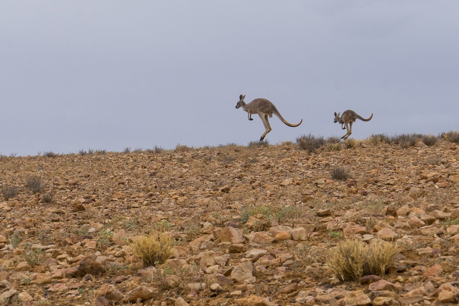 Sturt National Park - ADVENTURE CURATED